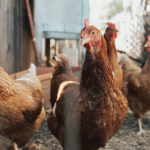 Bahia decreta estado de emergência por causa de gripe aviária